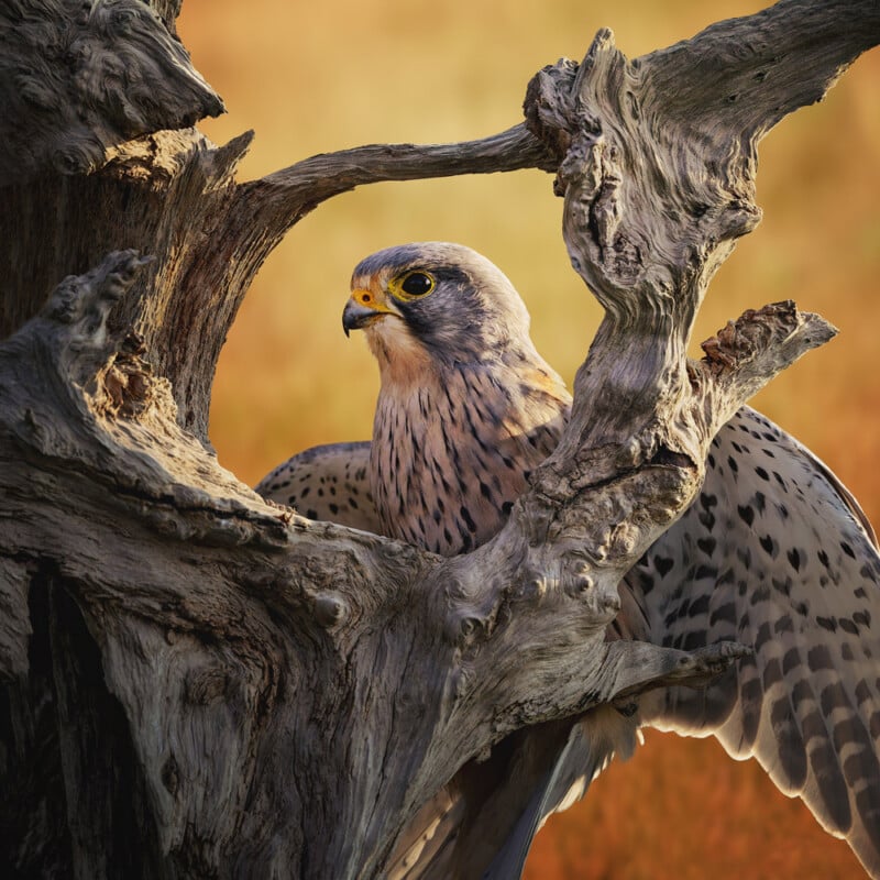 A kestrel with speckled feathers perches among the twisted branches of a weathered tree, with a warm, blurred background.