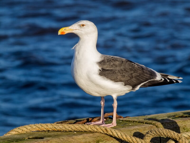 Una enorme gaviota con cabeza y cuerpo blancos, alas de color gris oscuro y pico amarillo se alza sobre un muelle cubierto de cuerdas con agua azul oscuro al fondo.