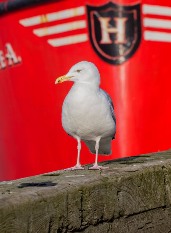 A seagull stands on a weathered wooden surface with a bright red boat and a black-and-white emblem featuring the letter "H" in the blurred background.