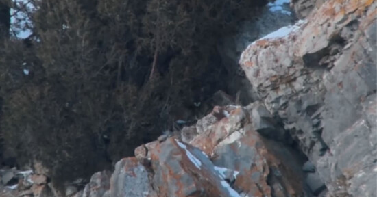 A camouflaged snow leopard blends into a rocky, snow-dusted mountainside with trees in the background, making it difficult to spot among the jagged, orange-tinted rocks.
