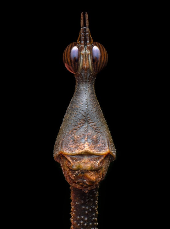 Close-up view of an insect, likely a type of praying mantis, showing its textured, elongated head and large, striped eyes against a solid black background.