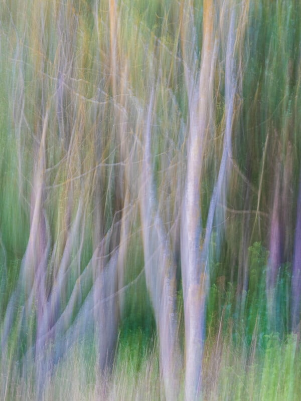 Blurry trees with light-colored trunks in a green and purple forest, creating an abstract, dreamy effect with soft lines and gentle motion.