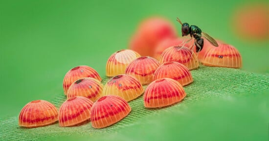 A close-up of a small insect standing on top of a group of colorful, dome-shaped eggs on a green leaf, with a soft green background.