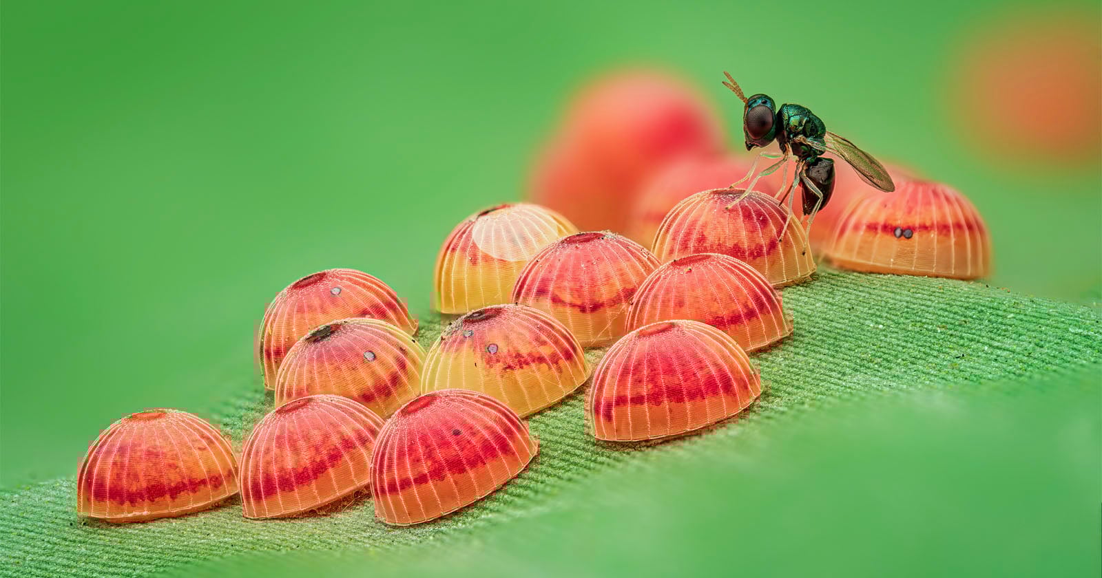 A close-up of a small insect standing on top of a group of colorful, dome-shaped eggs on a green leaf, with a soft green background.