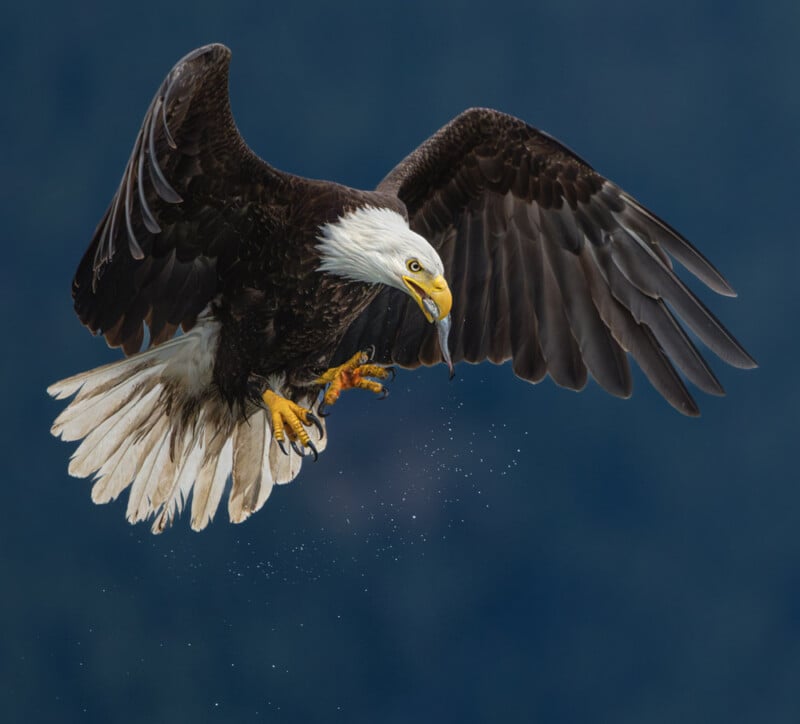 A bald eagle with wings spread wide clutches a fish in its talons, droplets of water trailing behind, against a blurred blue background.