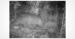 Black-and-white night camera photo shows a large adult and a smaller young tapir walking side by side in a dense, leafy forest. The scene is dimly lit with foliage and tree trunks in the background.