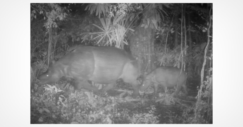 Las fotografías nocturnas en blanco y negro muestran un gran tapir adulto y un juvenil más pequeño caminando uno al lado del otro en un denso bosque frondoso. La escena está poco iluminada, con hojas y troncos de árboles al fondo.