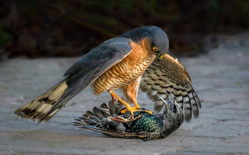 A bird standing on a bird.