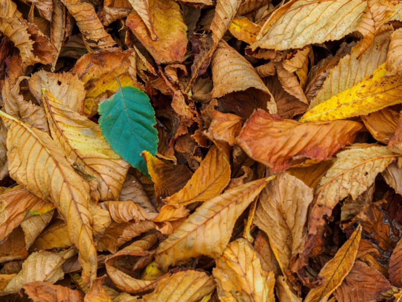 A single green leaf stands out among a pile of dry, brown and yellow autumn leaves, highlighting a contrast between freshness and decay.