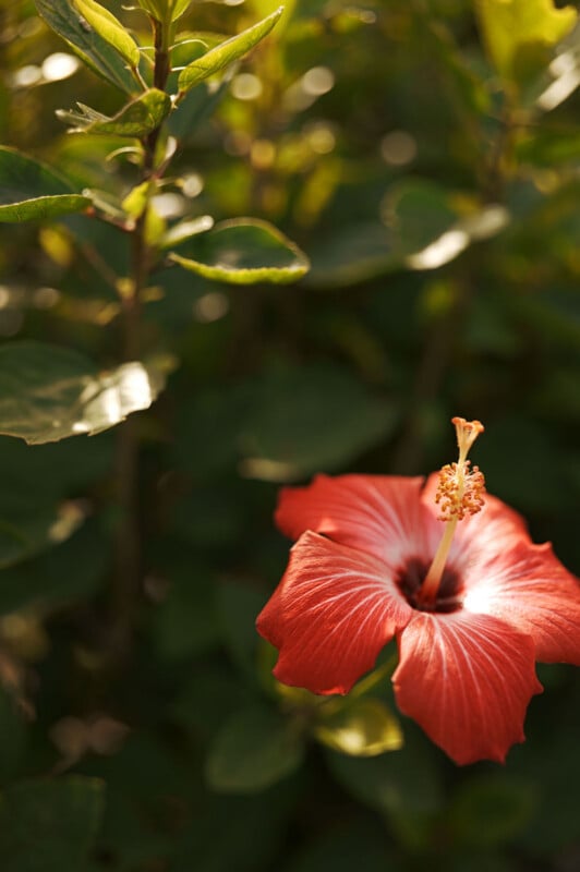 A close-up of a red hibiscus flower with a prominent stamen, set against a background of green leaves in soft sunlight.