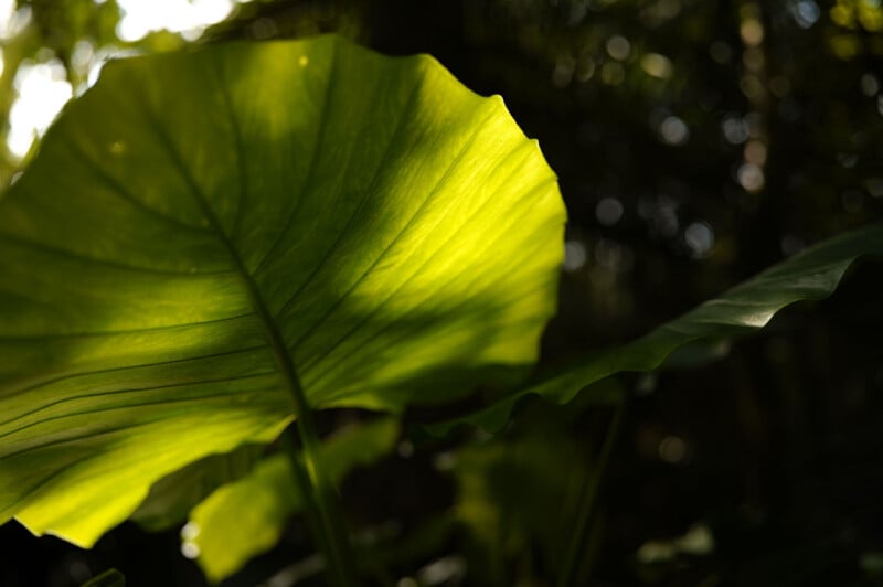 Close-up of a large, green tropical leaf with sunlight shining through it, highlighting its veins and creating a vibrant contrast against the dark, blurred background of foliage.