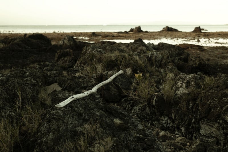 A piece of driftwood lies on dark, rocky terrain near the shore, with patches of grass and sparse vegetation; the calm sea and distant land are visible in the background under a pale sky.