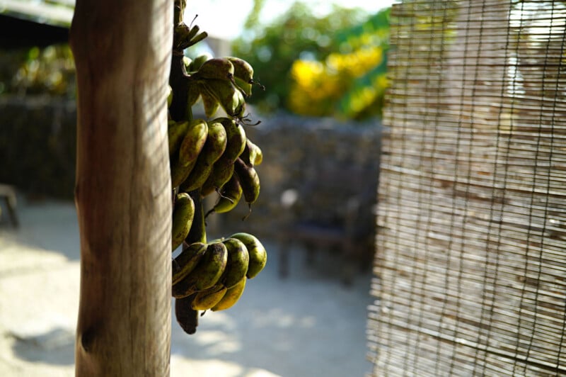 A bunch of green bananas hangs from a wooden post in a sunlit outdoor area, with a bamboo screen and blurred background featuring stone walls and lush greenery.