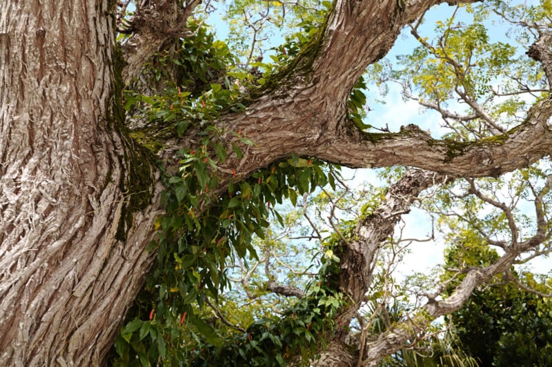 Close-up view of a large tree trunk and branches covered in textured bark and green leafy vines, with patches of blue sky and scattered clouds visible through the canopy.