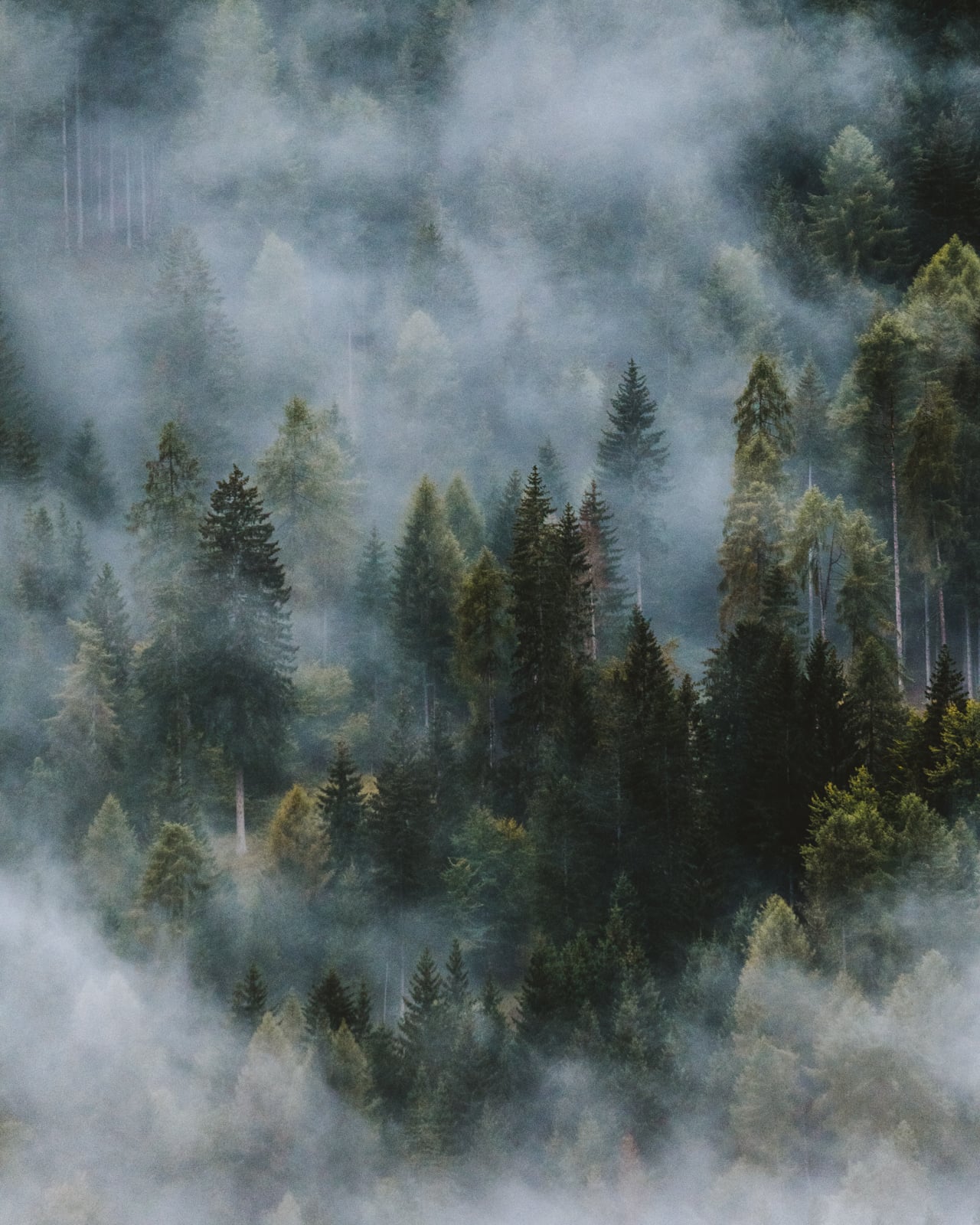 Dense forest with tall pine trees covered in thick, rising mist, creating a mysterious and serene atmosphere. The fog partially obscures the greenery, giving the scene a soft, dreamy quality.