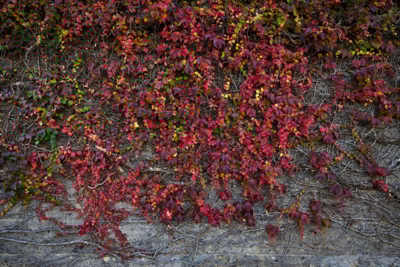 Red and purple ivy leaves cover the upper part of a stone wall, with some green leaves intermixed. The lower section of the wall shows bare, twisting vines and exposed stone.