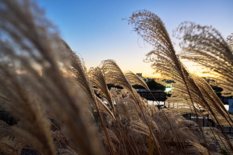 Al atardecer, la hierba dorada de la pampa se balancea en primer plano, sus plumas plumosas iluminadas por la suave luz del sol y un paisaje urbano borroso es visible al fondo.