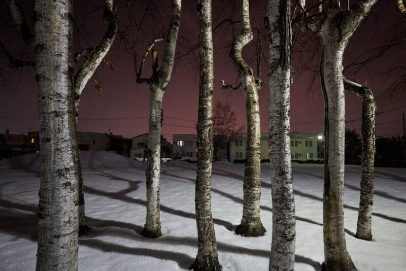 Birch trees stand in snow at night, casting long shadows. In the background, houses with lit windows are visible, and the sky glows pinkish-purple. The scene is quiet and slightly surreal.