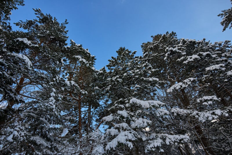 Snow-covered pine trees reach towards a clear blue sky, creating a wintery scene with branches dusted in fresh snow and contrasting green needles.