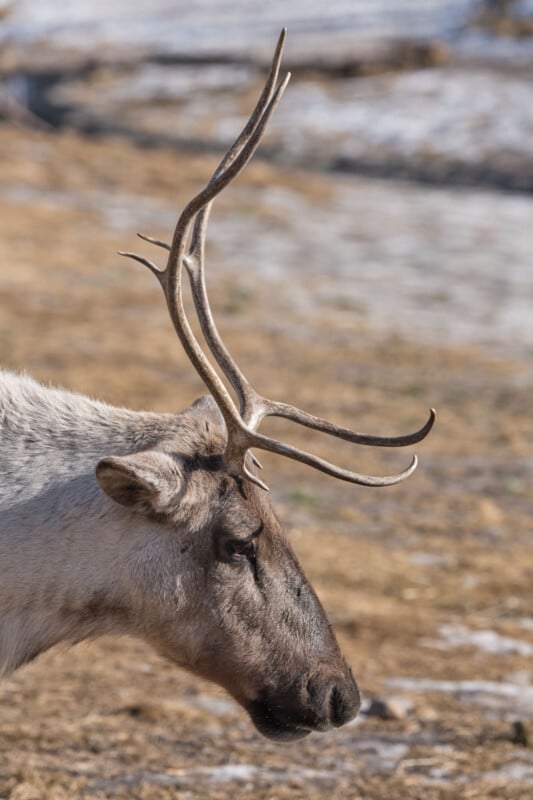 A close-up side view of a reindeer with large, branching antlers standing on a patchy, snow-covered ground. The reindeer's fur is light brown and white.