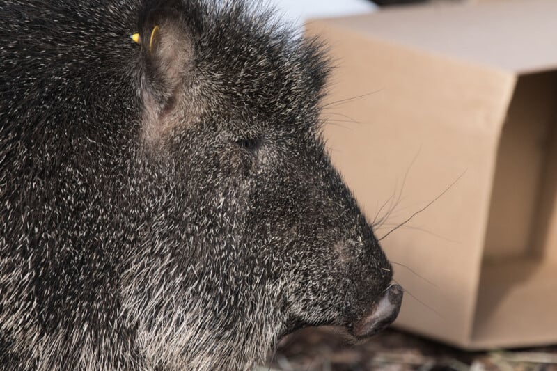 Close-up of a collared peccary with coarse, dark fur and a visible ear tag, standing next to a light brown cardboard box in an outdoor setting.