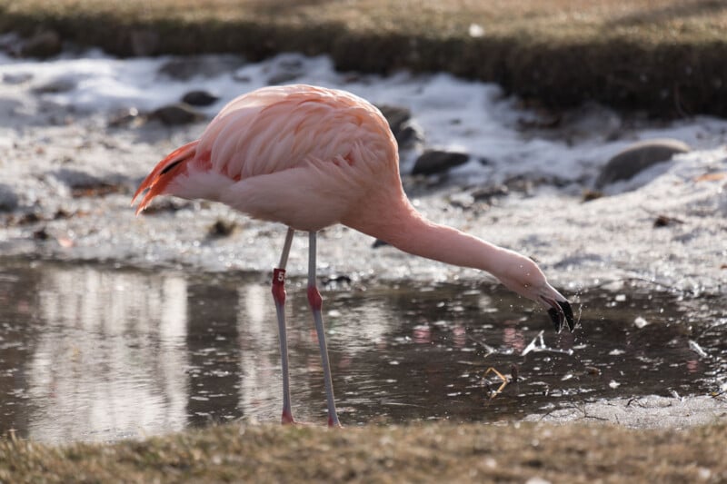 A pink flamingo stands in shallow water, bending its long neck down to drink, with grass and rocks in the background. The flamingo has identification bands on its legs.