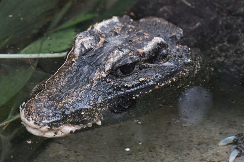 Close-up of a crocodile or alligator partially submerged in water, with its rough, textured skin and eye visible above the surface. Green leaves are seen in the water around its head.