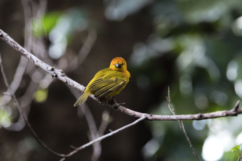 A small yellow bird with an orange head perches on a thin branch, looking toward the camera. The background is blurred with shades of green and brown, suggesting a natural, outdoor setting.