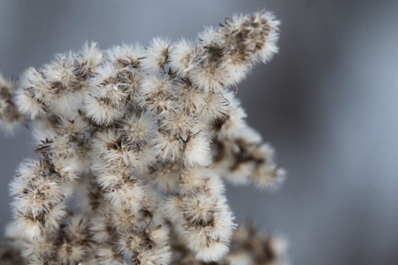 Close-up of fluffy, beige seed heads of a wild plant against a blurred gray background, highlighting the soft texture and intricate details of the seeds.