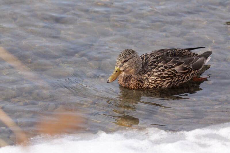 A female mallard duck with brown and tan feathers floats on clear, shallow water near a snowy edge. The water is calm and the duck’s reflection is visible.