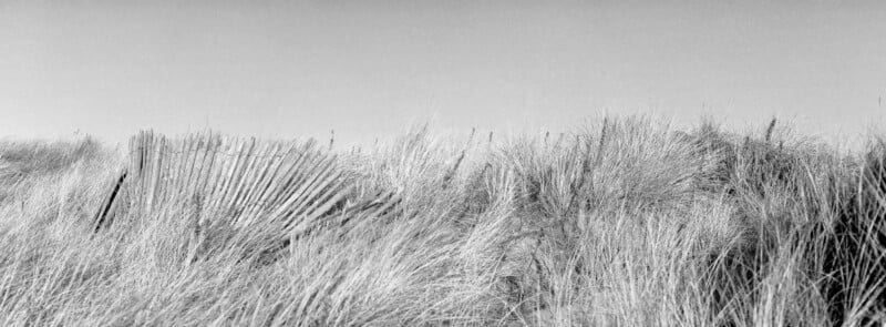 Black and white photo of tall, wild beach grass with an old, weathered wooden fence partially buried and leaning in the sand, under a clear sky.