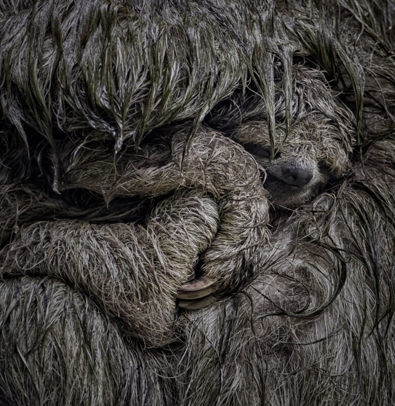 A close-up of a sloth with wet, shaggy fur cradling its baby, which is nestled closely into its arms, both with their eyes partially visible among the thick fur.