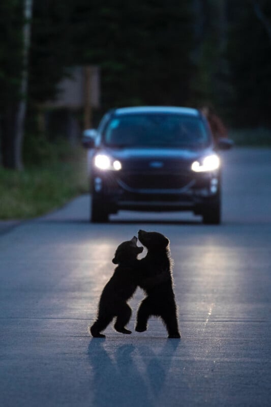 Two bear cubs stand on their hind legs facing each other on a road, seemingly playing, while a car with headlights on waits behind them in a forested area.