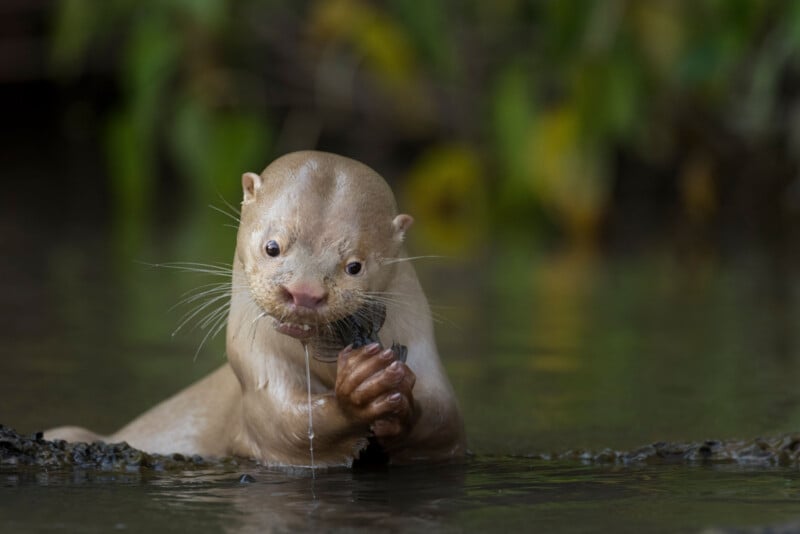 A wet otter stands in shallow water, holding and eating something with its paws. Its fur glistens and drops of water hang from its mouth, with blurred green foliage in the background.