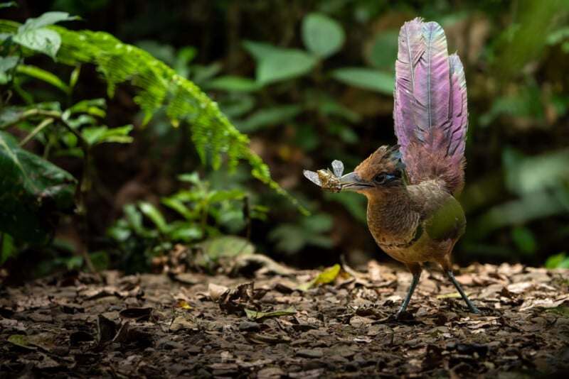 A bird with vibrant purple tail feathers stands on the forest floor, holding an insect in its beak. Sunlight highlights the bird and nearby leaves, while the background is shadowy and green.
