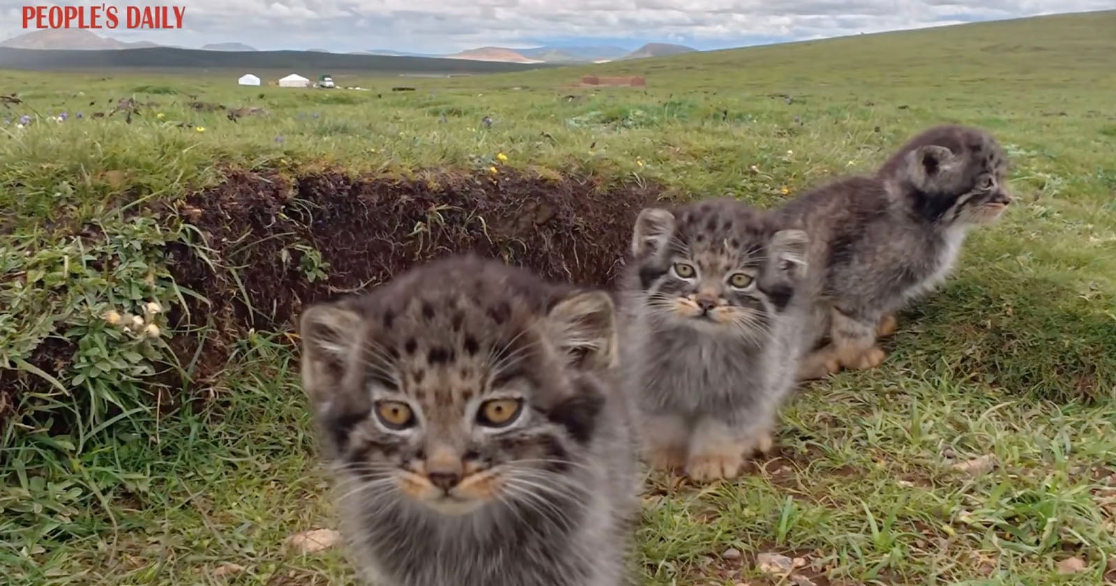Three fluffy Pallas’s cat kittens stand on grassy ground in a field, looking curious. The landscape shows green grass, distant white buildings, and mountains under a cloudy sky.