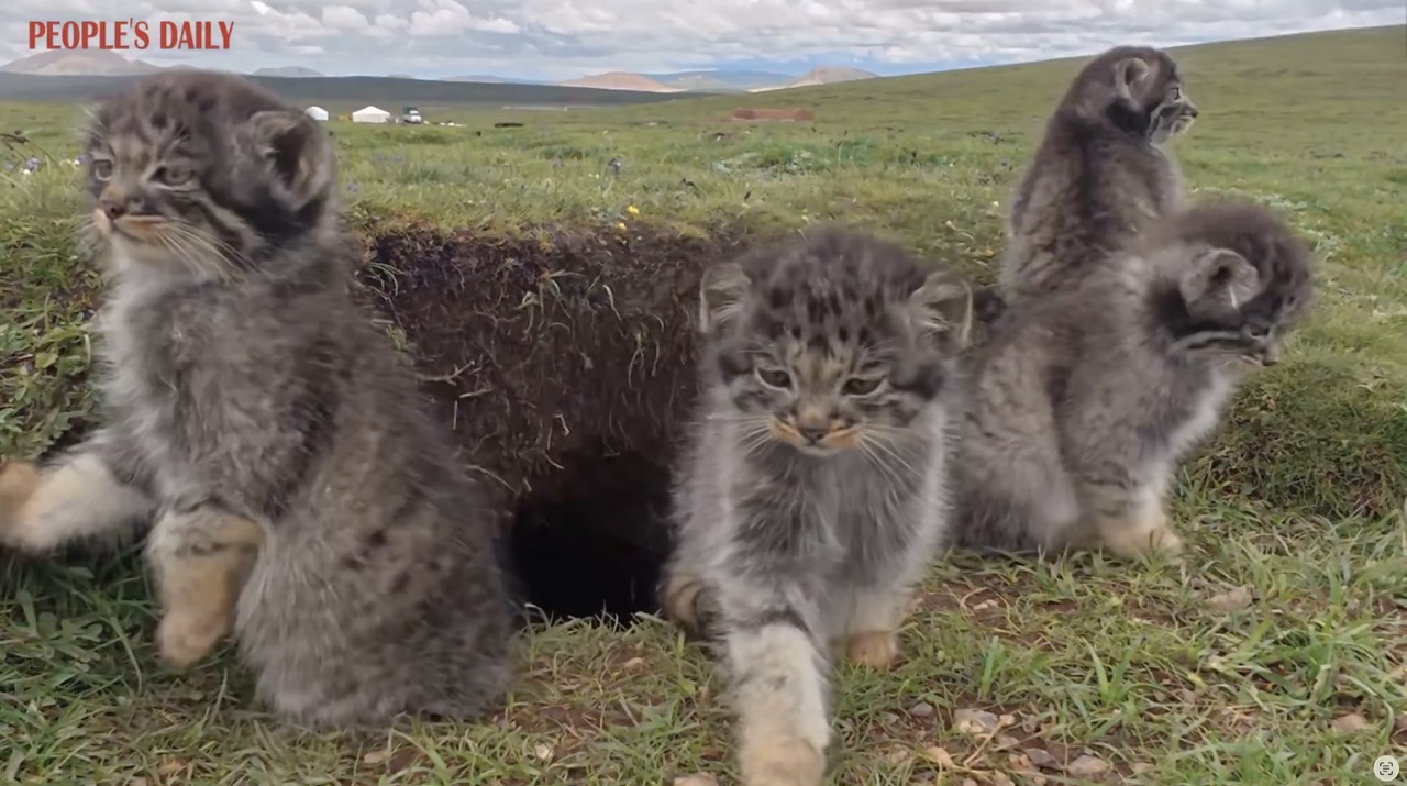 'World's Grumpiest Cat' Captured in Adorable Trail Camera Footage ...