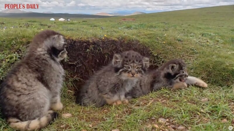 Three fluffy Pallas’s cat kittens sit by the entrance of a burrow on a grassy plain under a cloudy sky, with distant hills and a few white tents visible in the background.