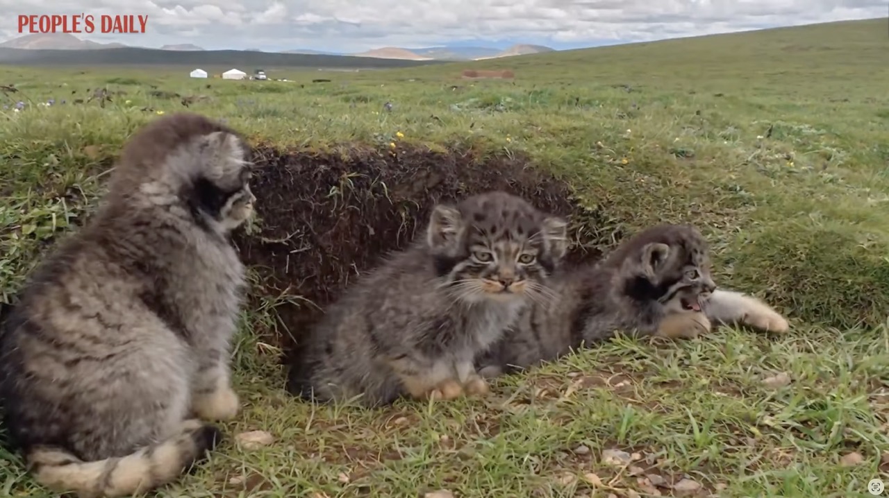 'World's Grumpiest Cat' Captured in Adorable Trail Camera Footage ...