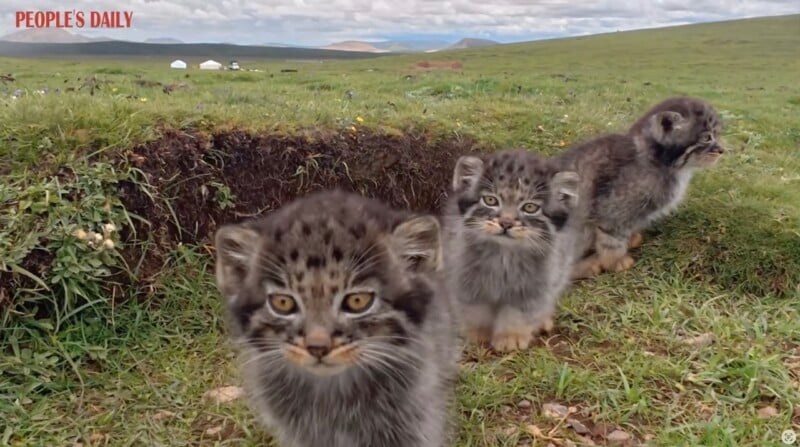 Three fluffy Pallas’s cat kittens stand in green grass on a plain, looking toward the camera, with cloudy skies and distant white tents in the background.