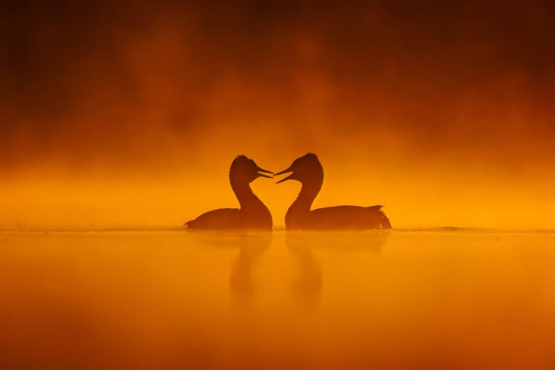 Two birds face each other in silhouette on calm water, creating a heart shape with their necks, against a warm, golden-orange misty background at sunrise or sunset.