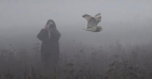 A person in dark clothing photographs a flying owl in a foggy field, surrounded by tall grasses and plants. The scene is misty and atmospheric.