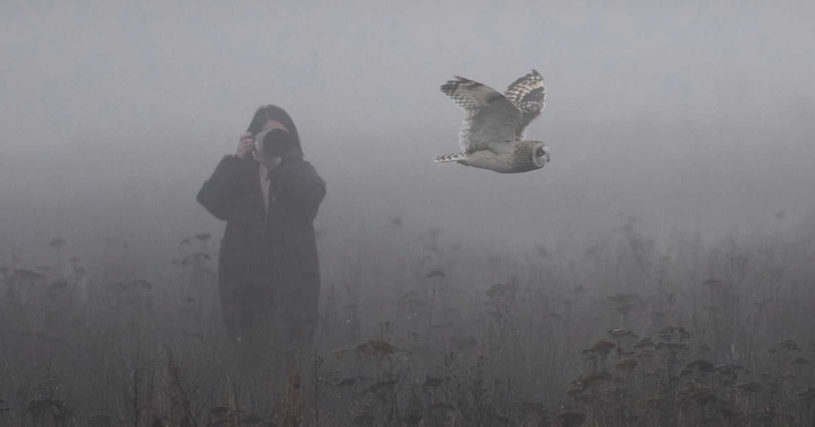 A person in dark clothing photographs a flying owl in a foggy field, surrounded by tall grasses and plants. The scene is misty and atmospheric.
