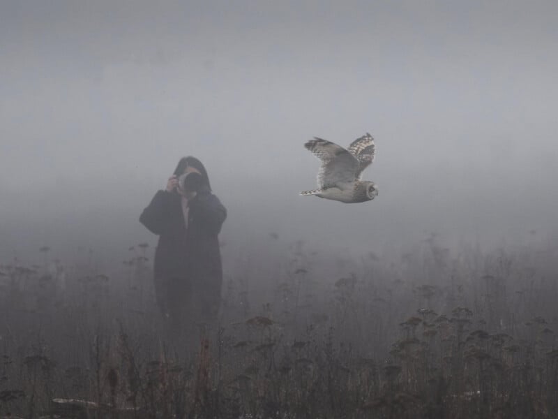 Un hombre con una chaqueta oscura con capucha fotografía un búho volando en un campo brumoso lleno de plantas altas y secas. La escena parece melancólica y majestuosa.