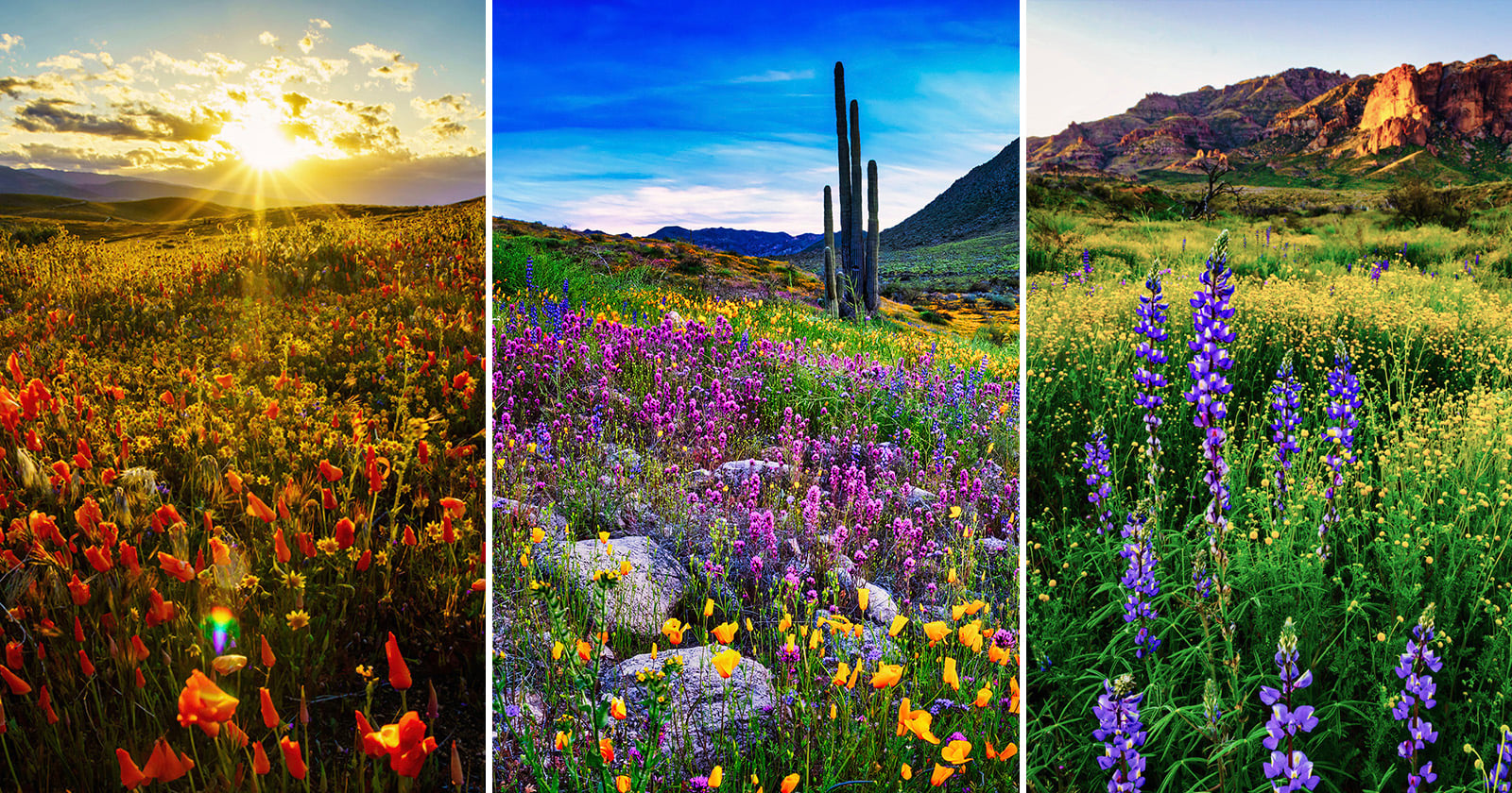 A collage of three vibrant desert wildflower scenes: a sunrise over poppies, cacti among multicolored blooms under a blue sky, and purple lupines with mountains in the background.