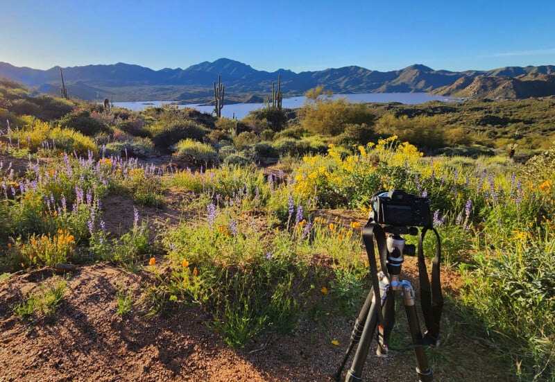 A camera on a tripod is set up in a desert landscape with wildflowers, cacti, and shrubs, overlooking a lake and distant mountains under a clear blue sky.