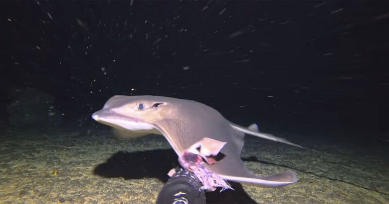 A stingray swims close to a diver’s camera at night underwater, with particles floating around and the seafloor visible in the background.