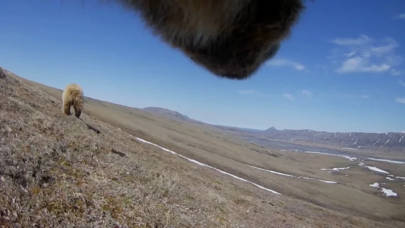 Un paisaje amplio y abierto con colinas bajo cielos azules y nubes blancas; un oso camina a lo lejos, mientras que el hocico y la boca peludos de otro animal aparecen en la parte superior de la imagen, cerca de la cámara.