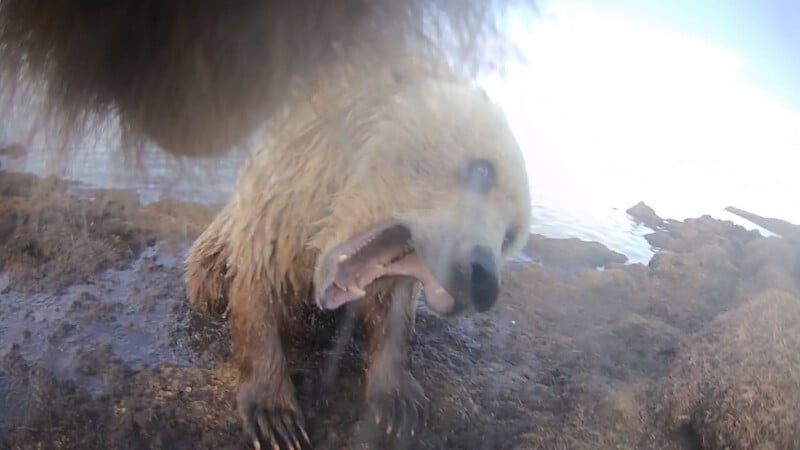 Un oso pardo se sienta sobre una roca mojada junto al agua, con la boca bien abierta, los dientes expuestos, el pelaje mojado y embarrado, mirando a la cámara a través de una lente empañada.