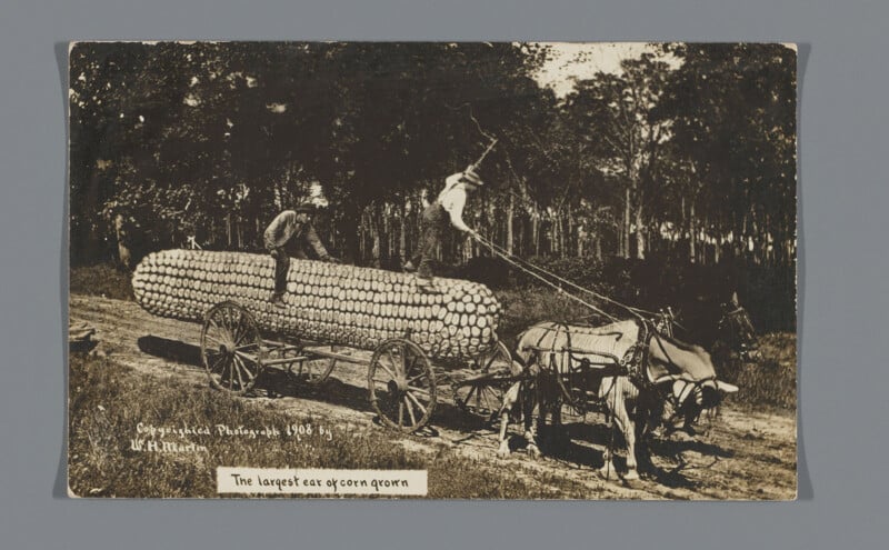 Two males stack a big load of reduce logs on a horse-drawn wagon in a forested space. The wagon is pulled by 4 horses. Text on the backside reads, "The largest car of corn grown.